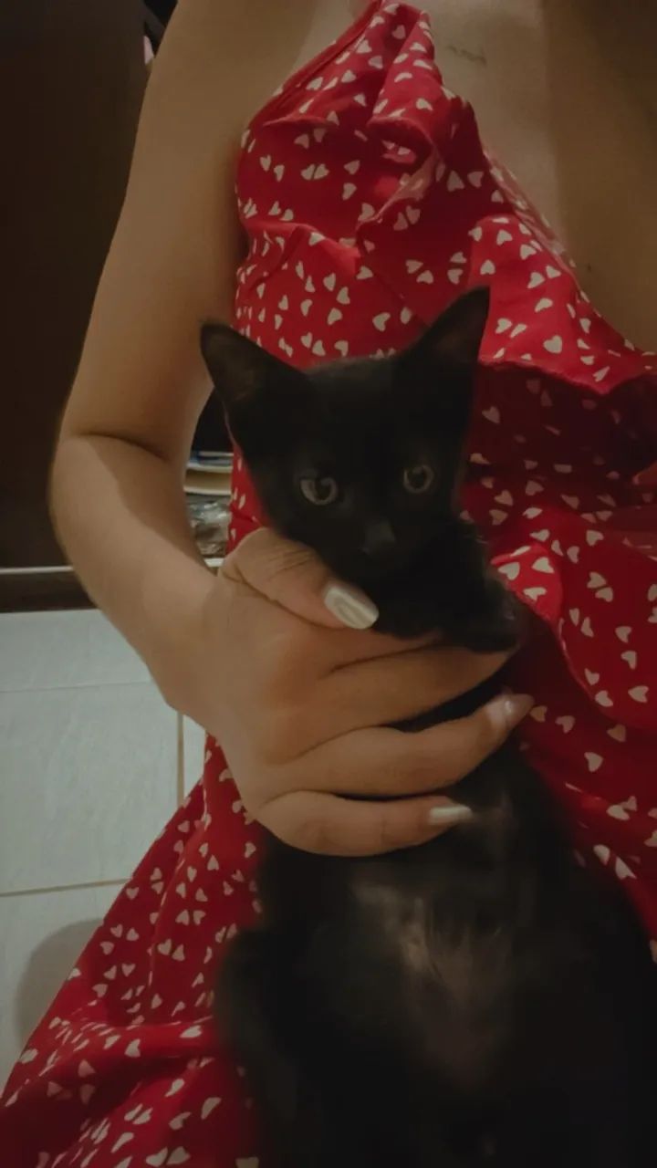 Doação de gatinhos