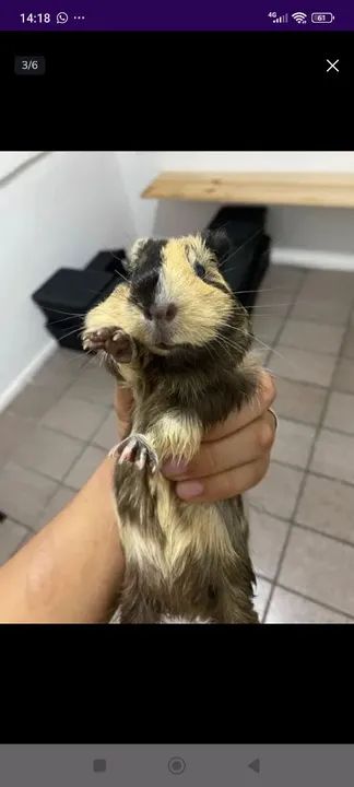 Porquinho da índia  - Foto 3