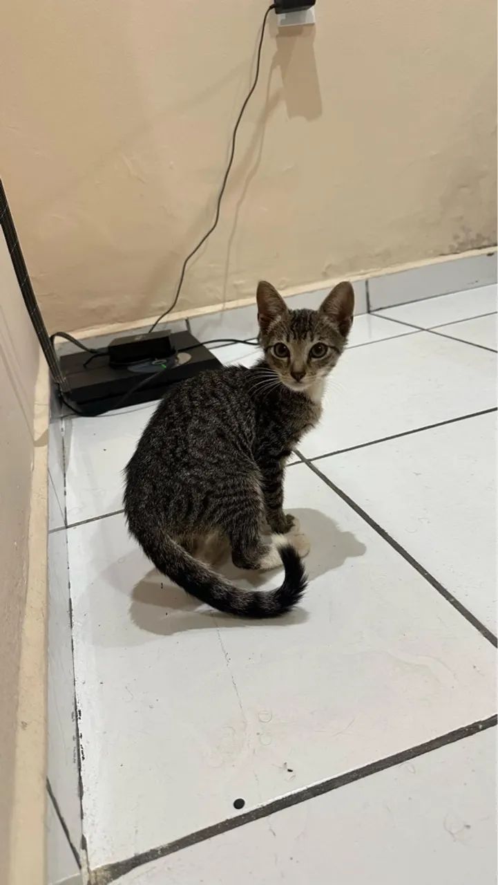 Doa-se gatinho vermífugado e dou ração  - Foto 4