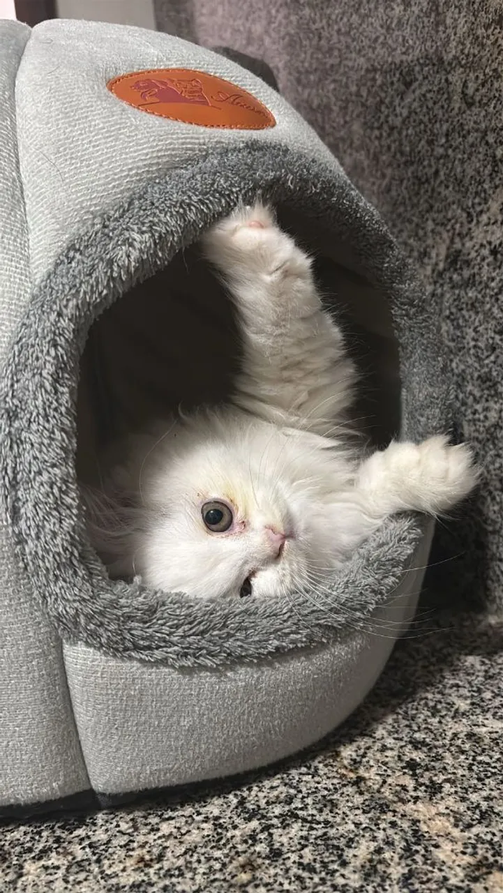 Vendo filhote de gato persa femea