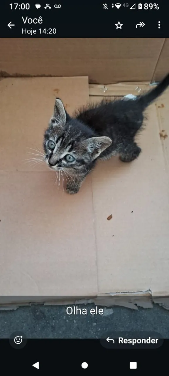 " GATINHO BEBÊ TIGRADO "