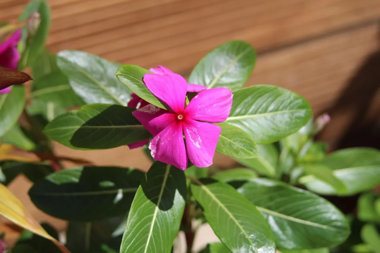 Lente Canon EF 28-70mm Macro + Curso de Fotografia Profissional (Bônus) - Foto 6