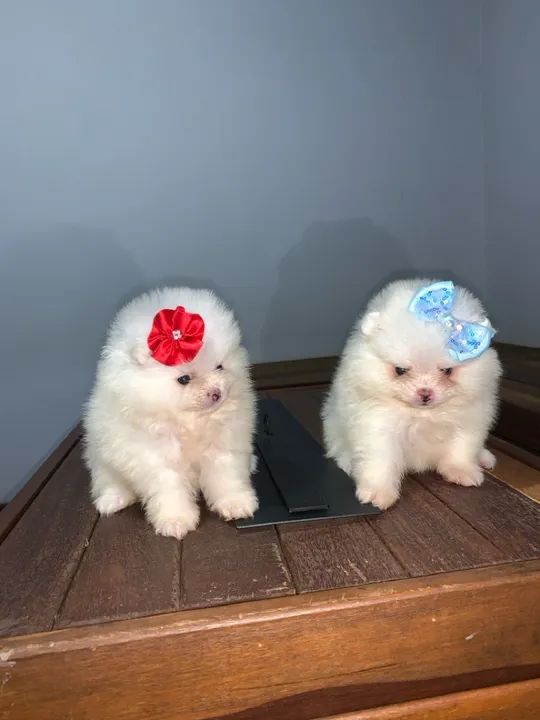 Lulu da pomerania pura e legítima - branca micro  - Foto 5