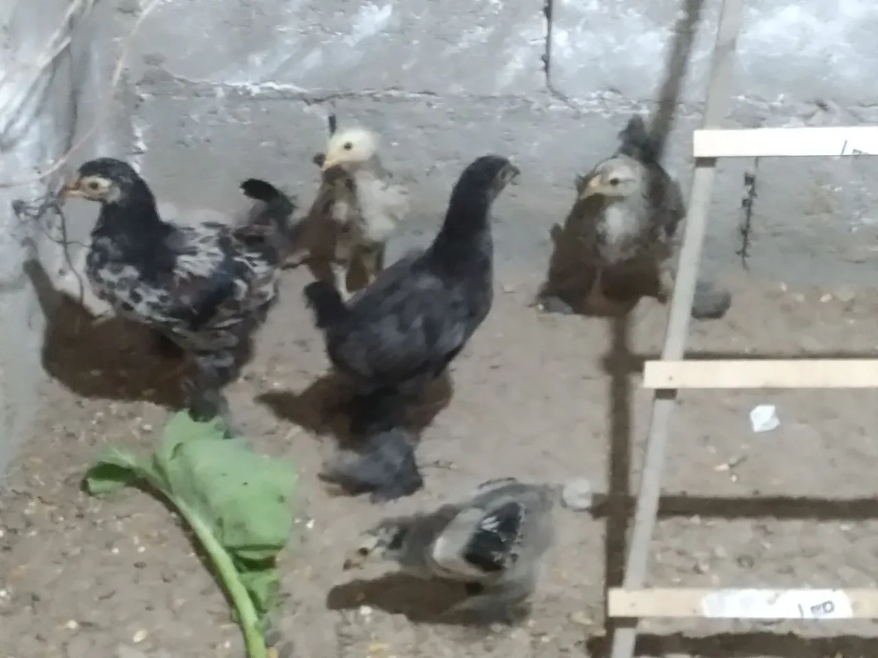 Pintainhos de brahmas .