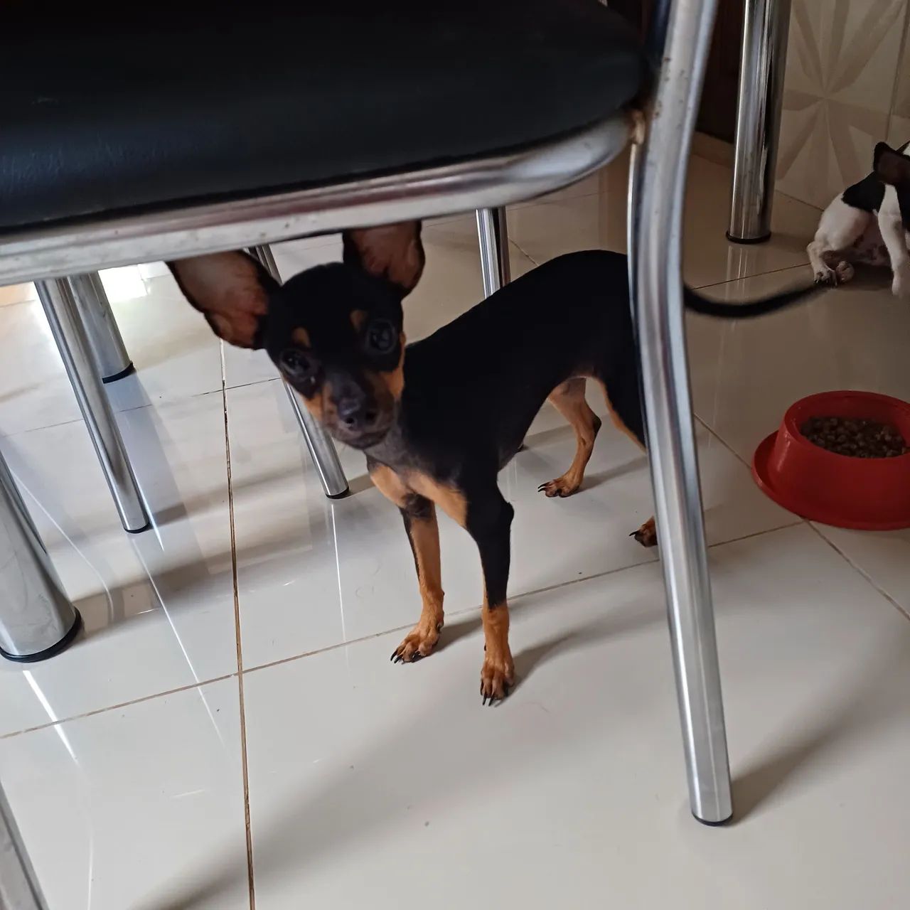   Pinscher  femia nu, 1  - Foto 2