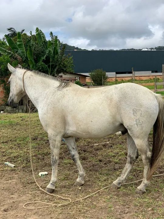 Cavalo crioulo - tordilho  - Foto 5