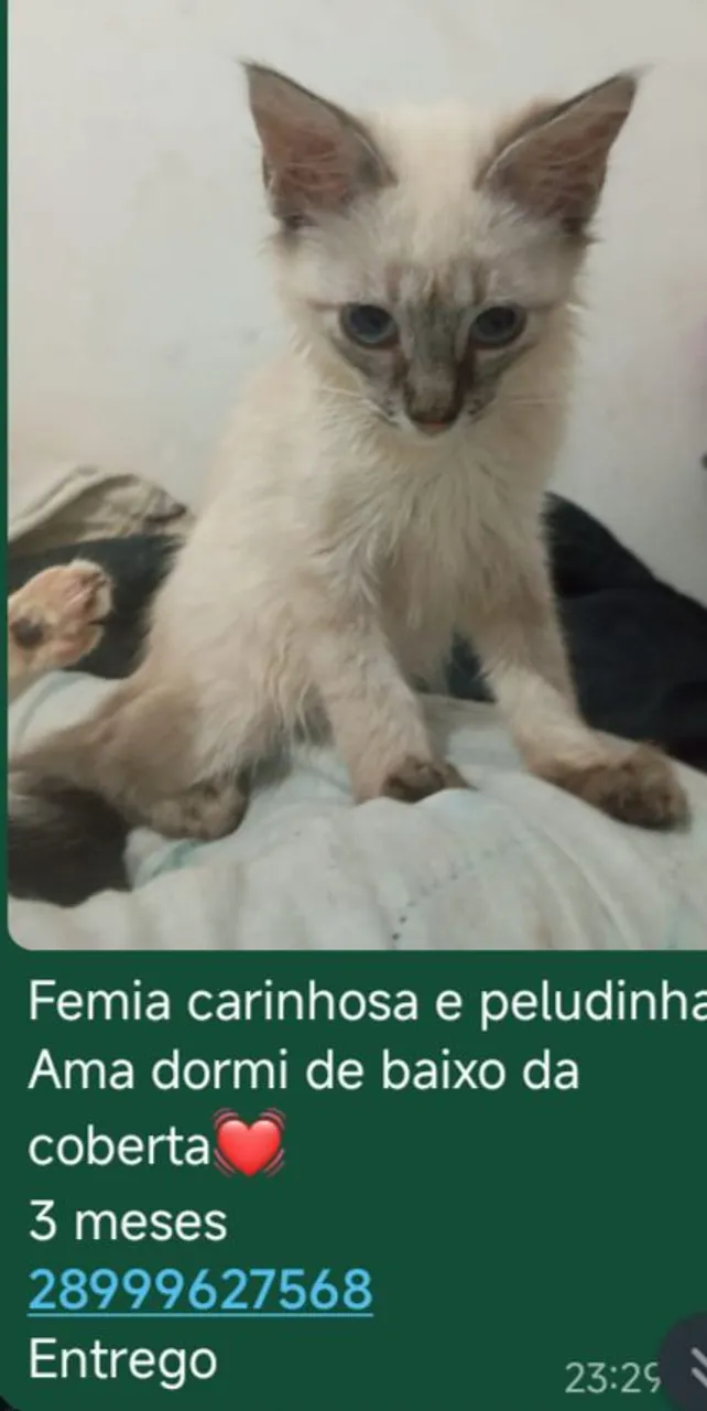 Gatinha fêmea carinhosa e peludinha