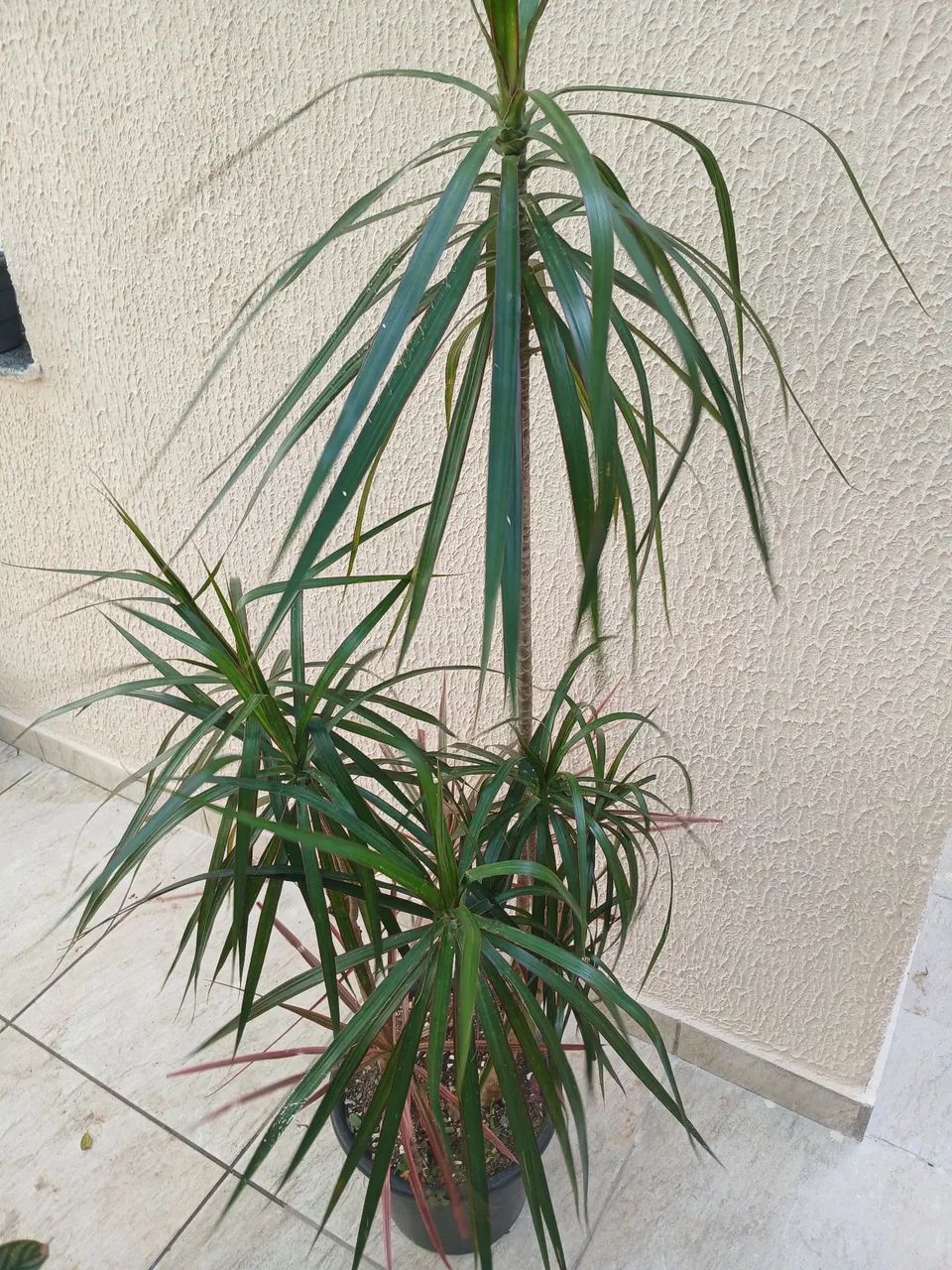 Dracena - Foto 4