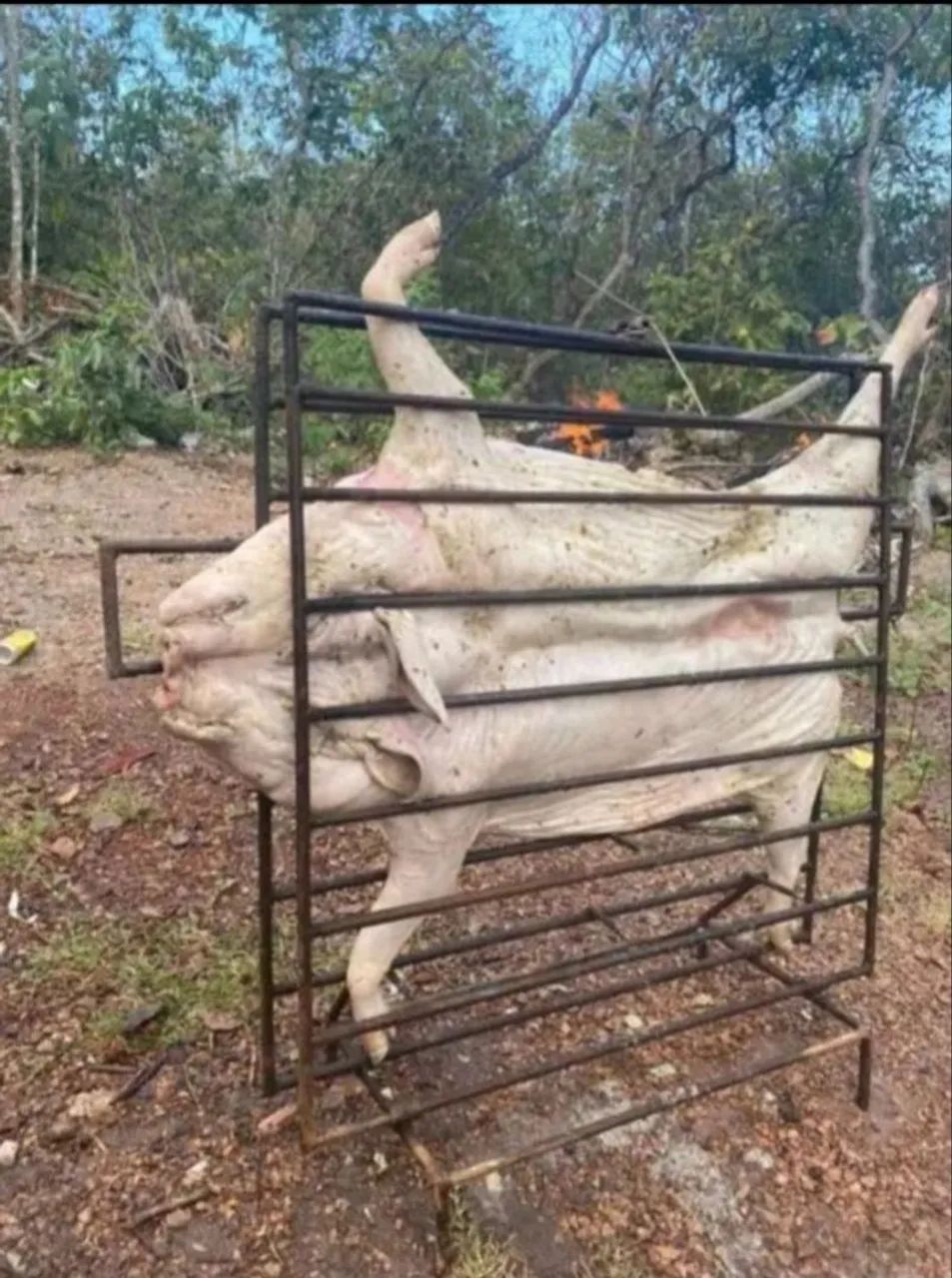 Porco Caipira - Foto 2