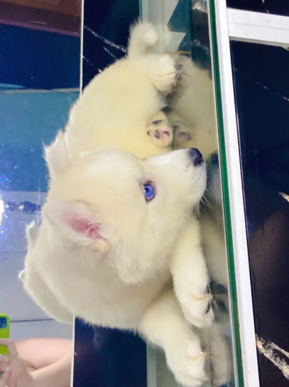 Filhote fêmea de husky siberiano, linhagem pura  - Foto 6