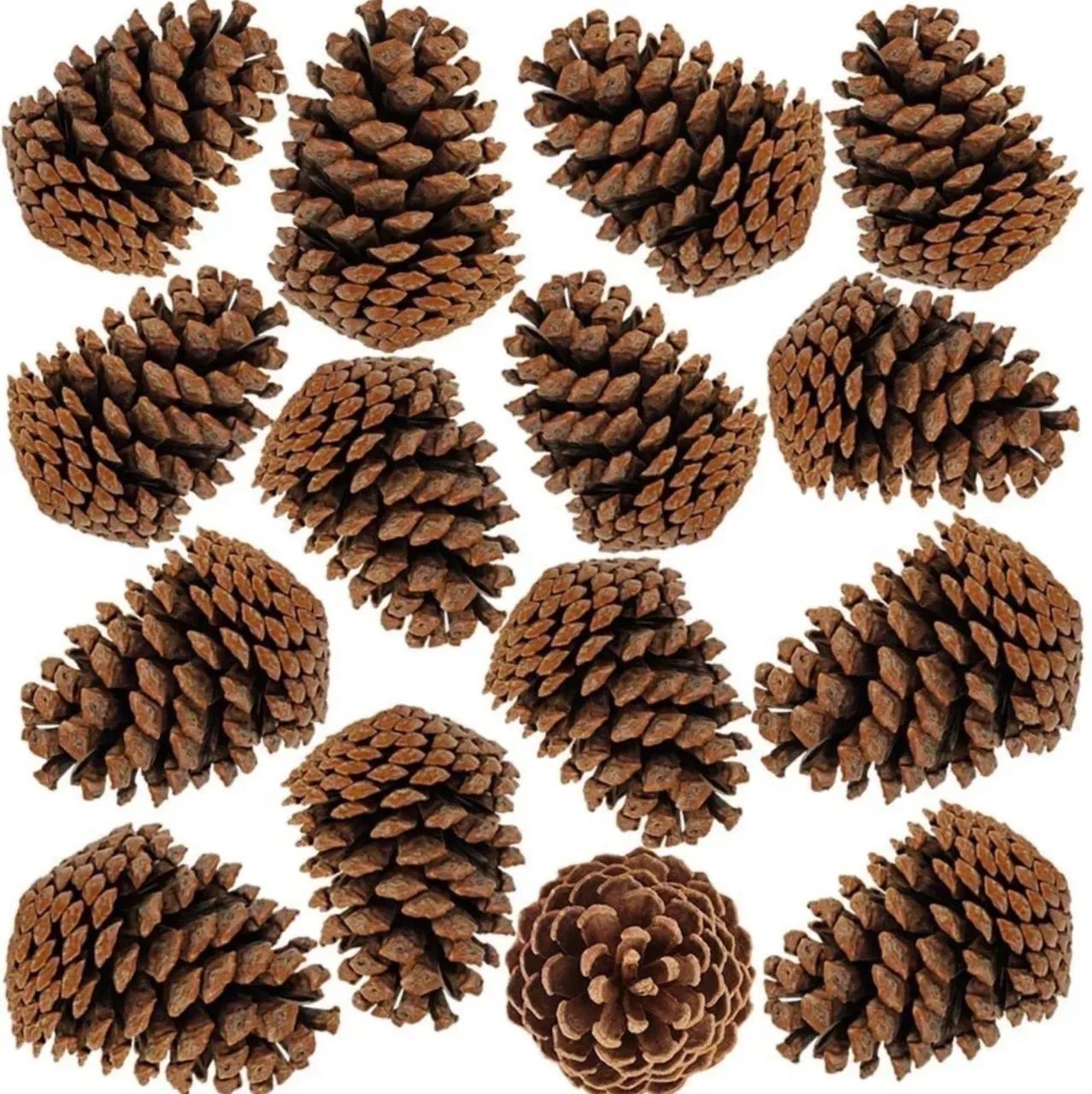 Kit com 10 Pinhas Naturais para Decoração e Artesanato - Foto 3