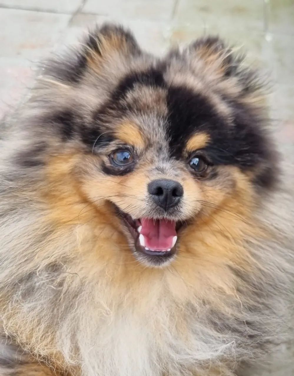 Macho jovem lulu da pomerania spitz alemão exótico merle