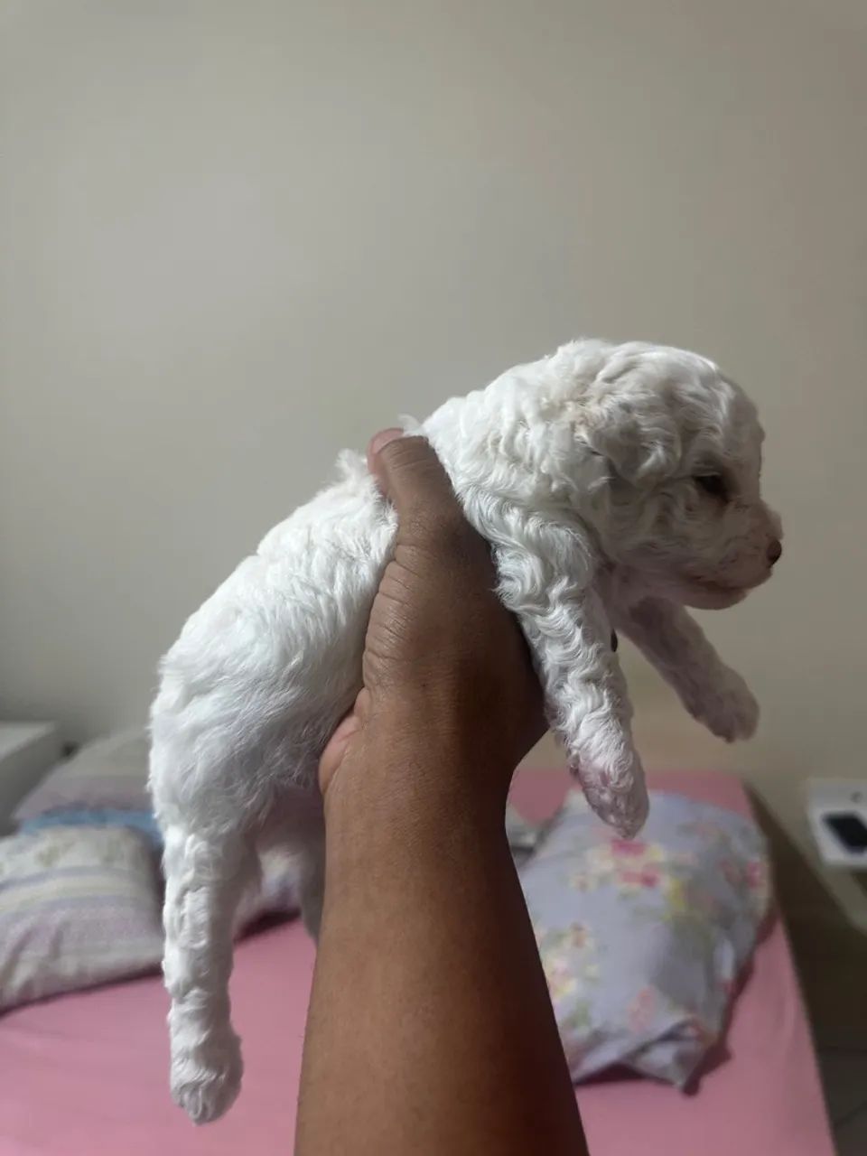 Poodle número 1  - Foto 4