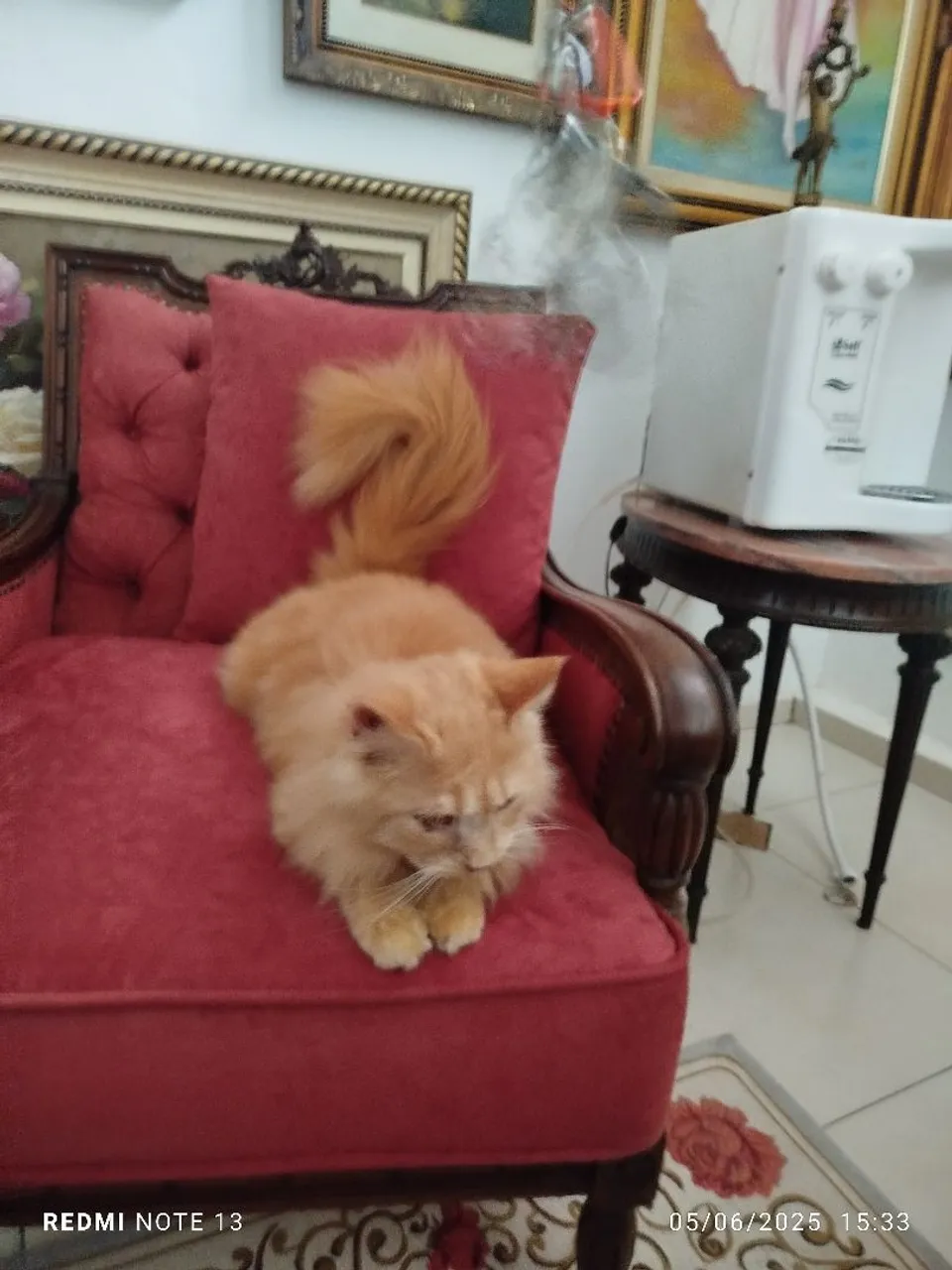 Maravilhoso Maine Coon