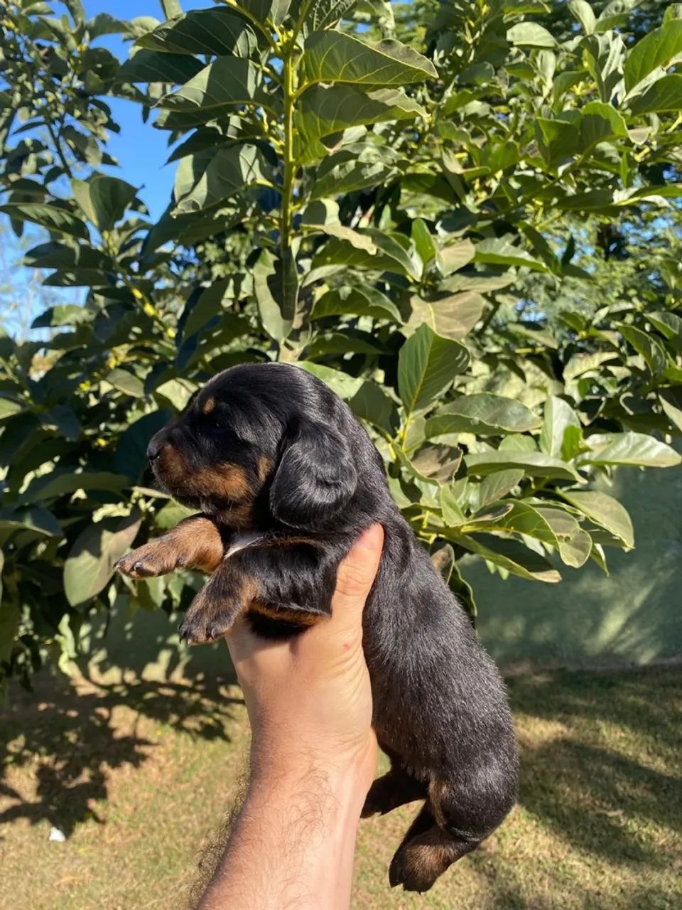 Filhote dachshund salsicha macho Cachorros Centro, Campinas