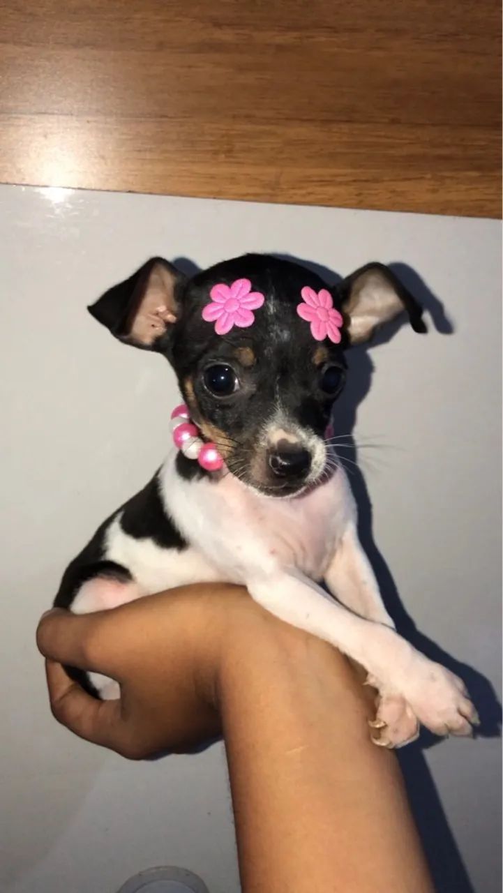 Filhote de Pinscher fêmea 