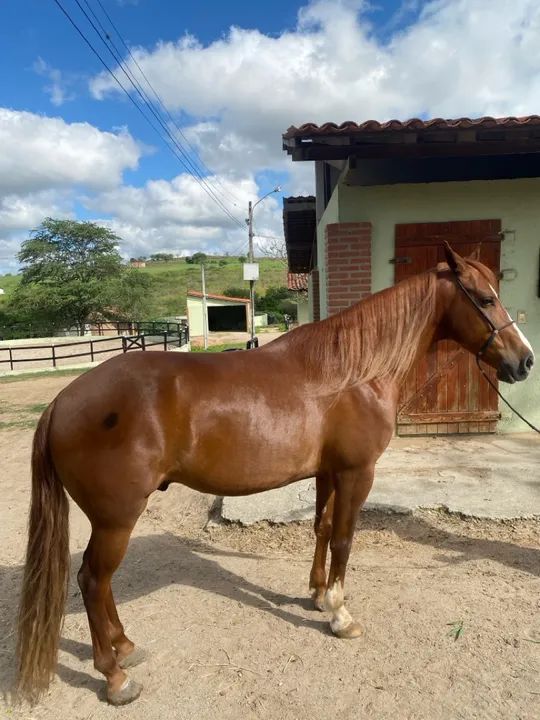 Vendo cavalo mangalarga marcha picada  - Foto 2
