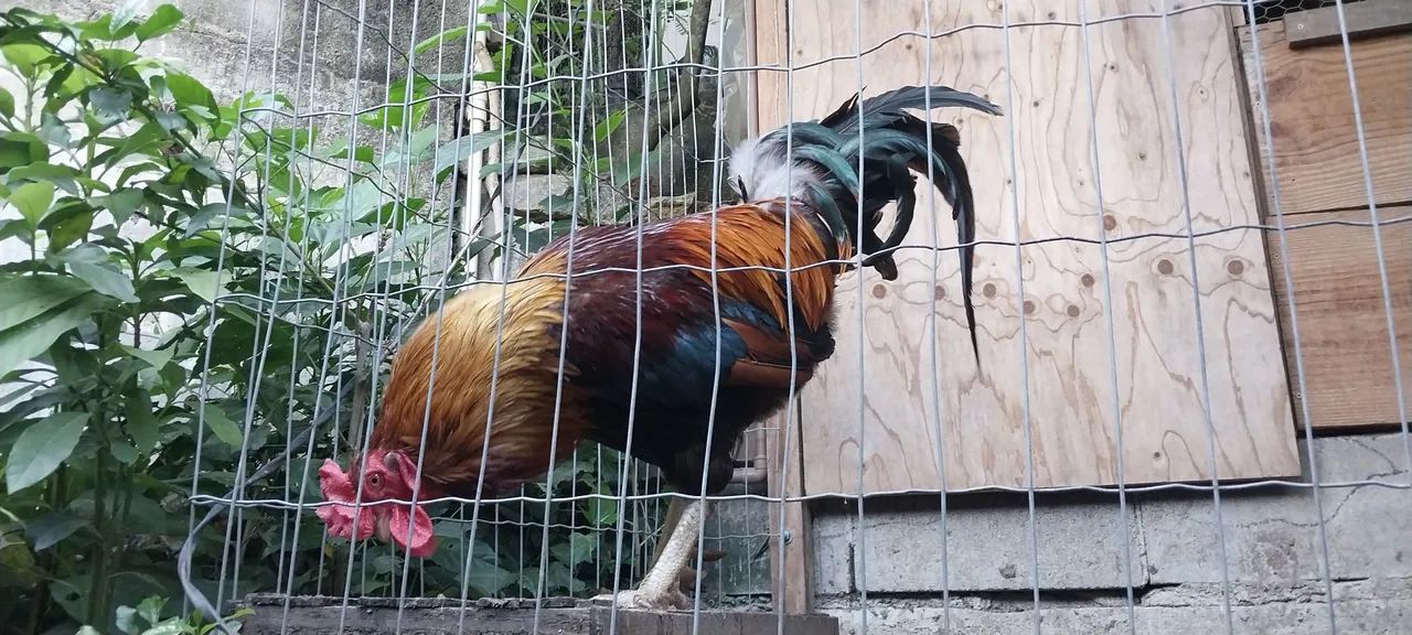 Vendo lindo galo - Foto 2