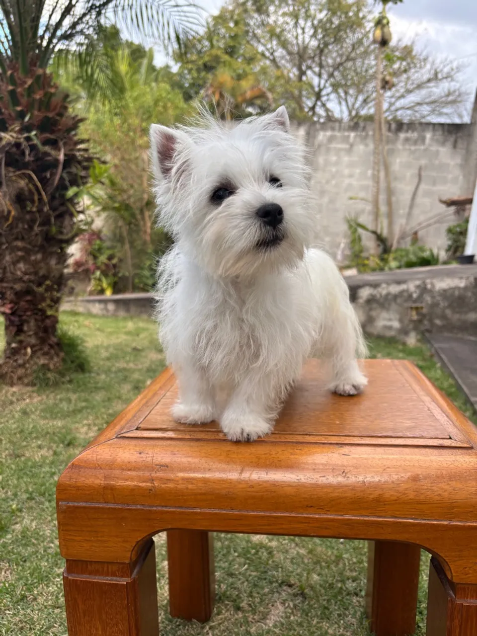 Filhote West Highland White Terrier