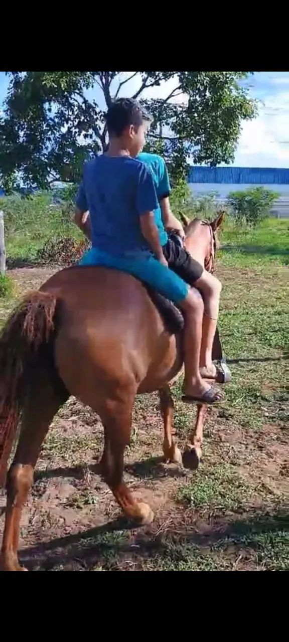 VENDO ÉGUA SUPER DÓCIL MANSA  - Foto 4