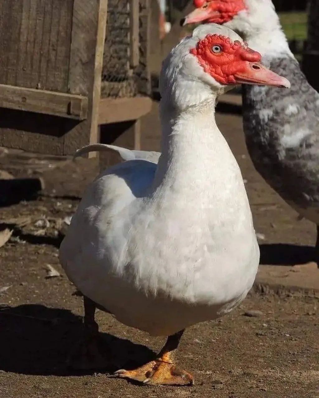 Pato, pata, patinho, ovos galados, chocolate, gigante alemão, comum, verde 