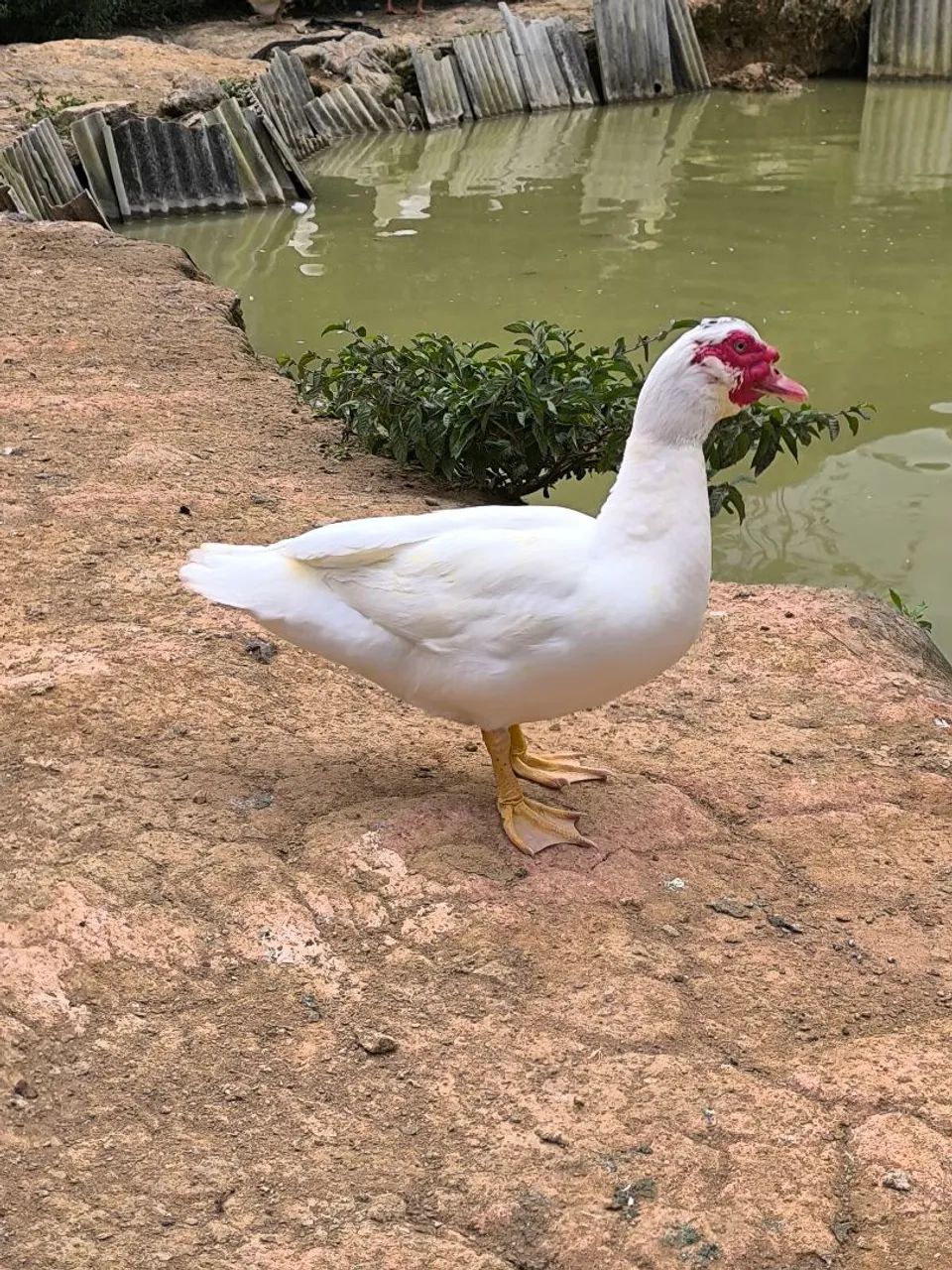 Patos 