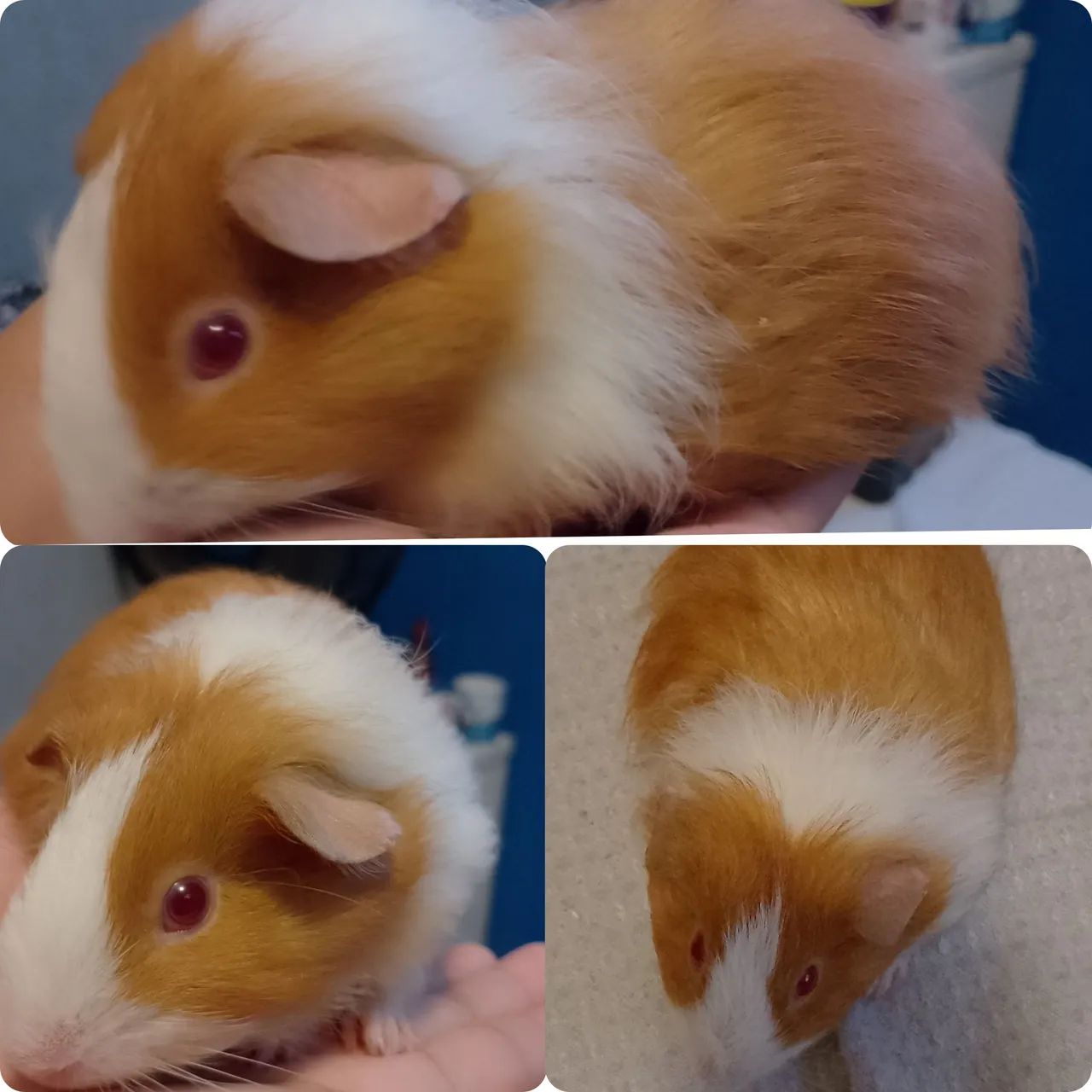 Porquinho da india fêmea  - Foto 2