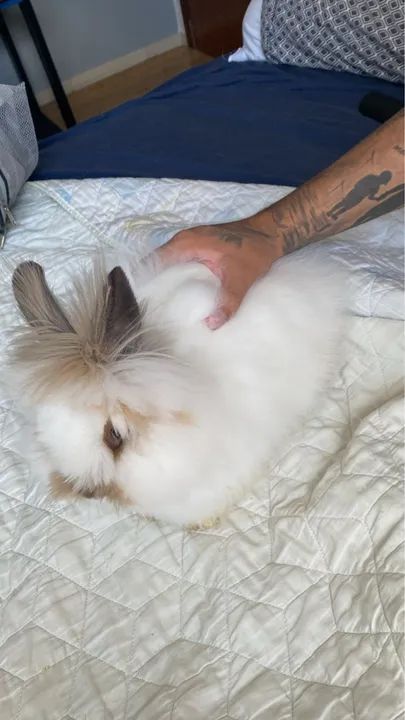 Doando coelho Sansão  - Foto 3