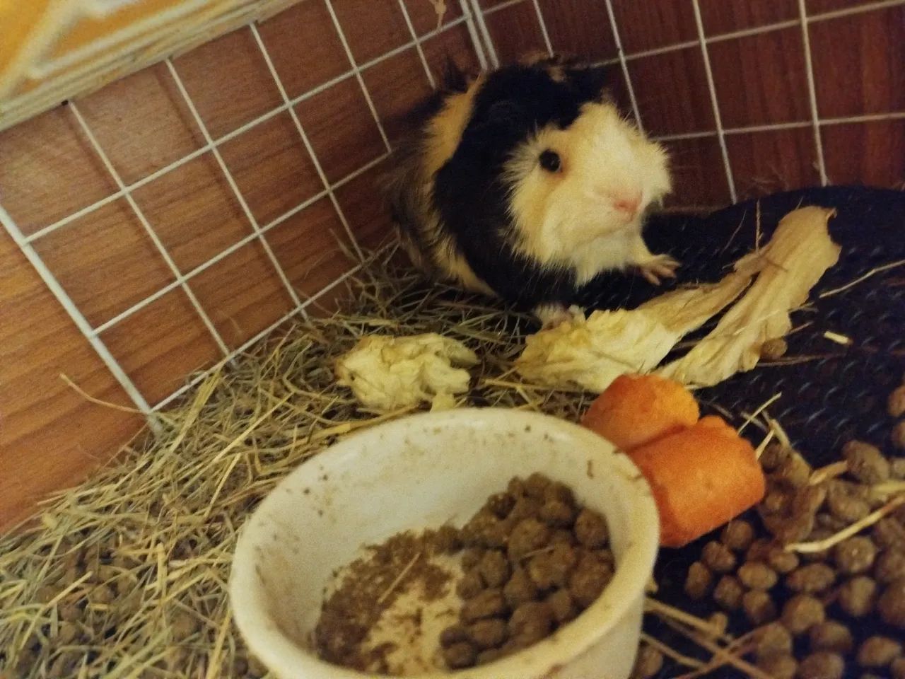 Porquinhas da índia  para adoção