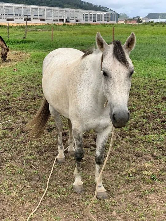 Cavalo crioulo - tordilho 