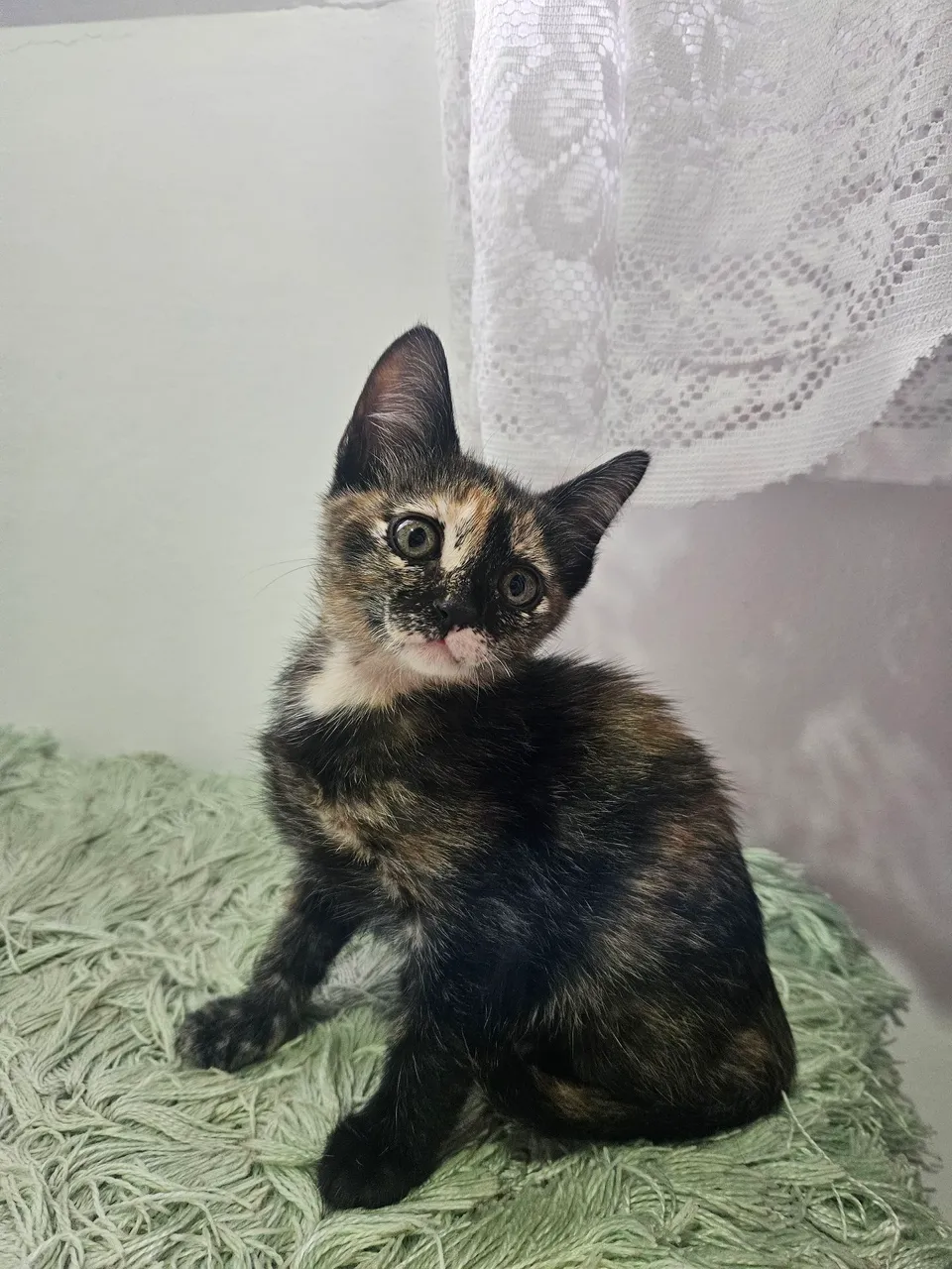 Doação gatinha fêmea