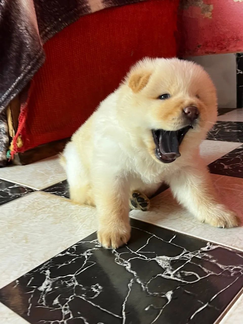 Filhote de Chow-Chow: Fofura e Companhia! Macho  - Foto 4