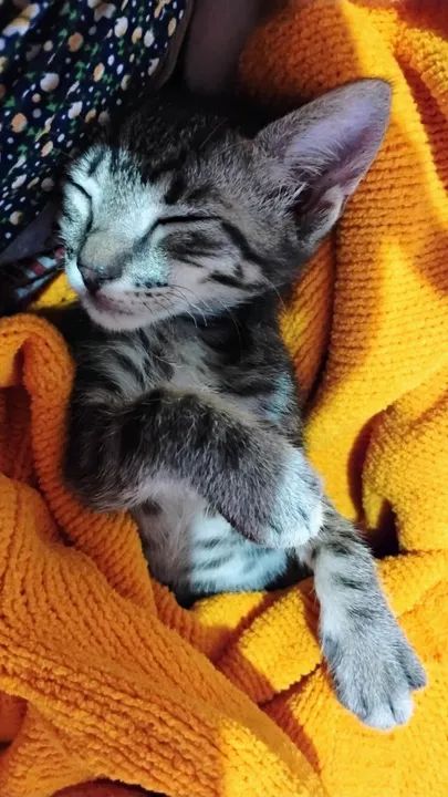 Doação gato adoção responsável  - Foto 3