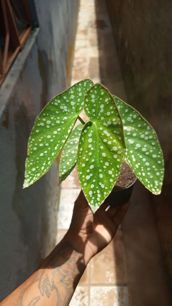Begônia maculata - Foto 2