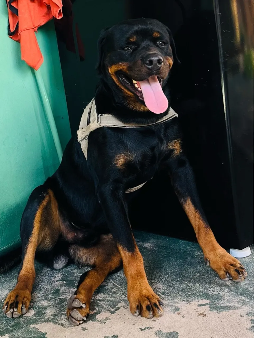 Rottweiler em busca de uma namoradinha