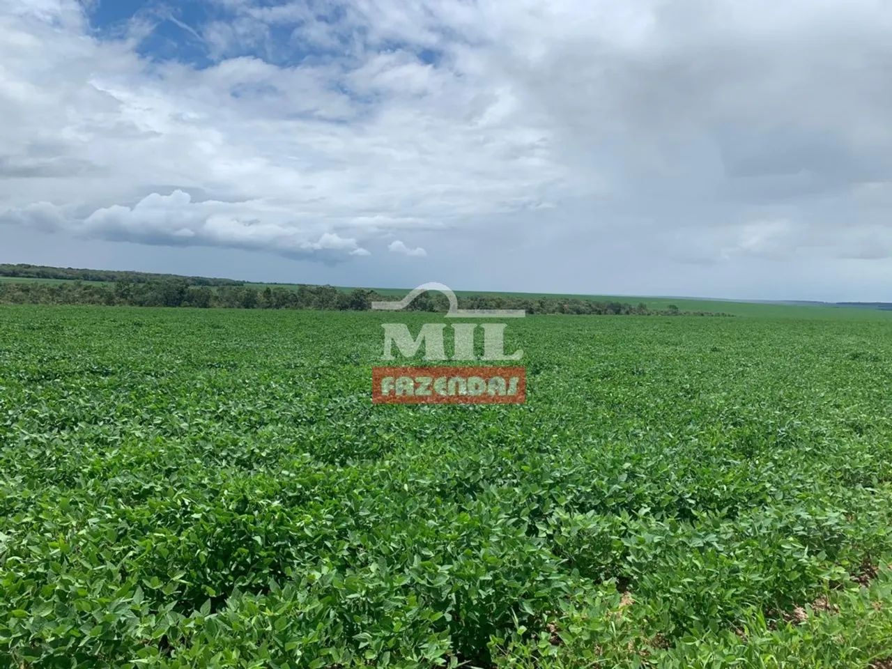 Fazenda em Cana Brava do Norte-MT - 3.980 Há. (em Lavoura) - Foto 5