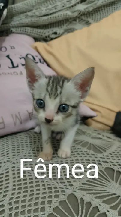 Gatos filhotes  - Foto 4