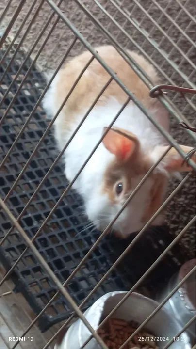 Coelho Mini Rex Cinza e Branco - Foto 4