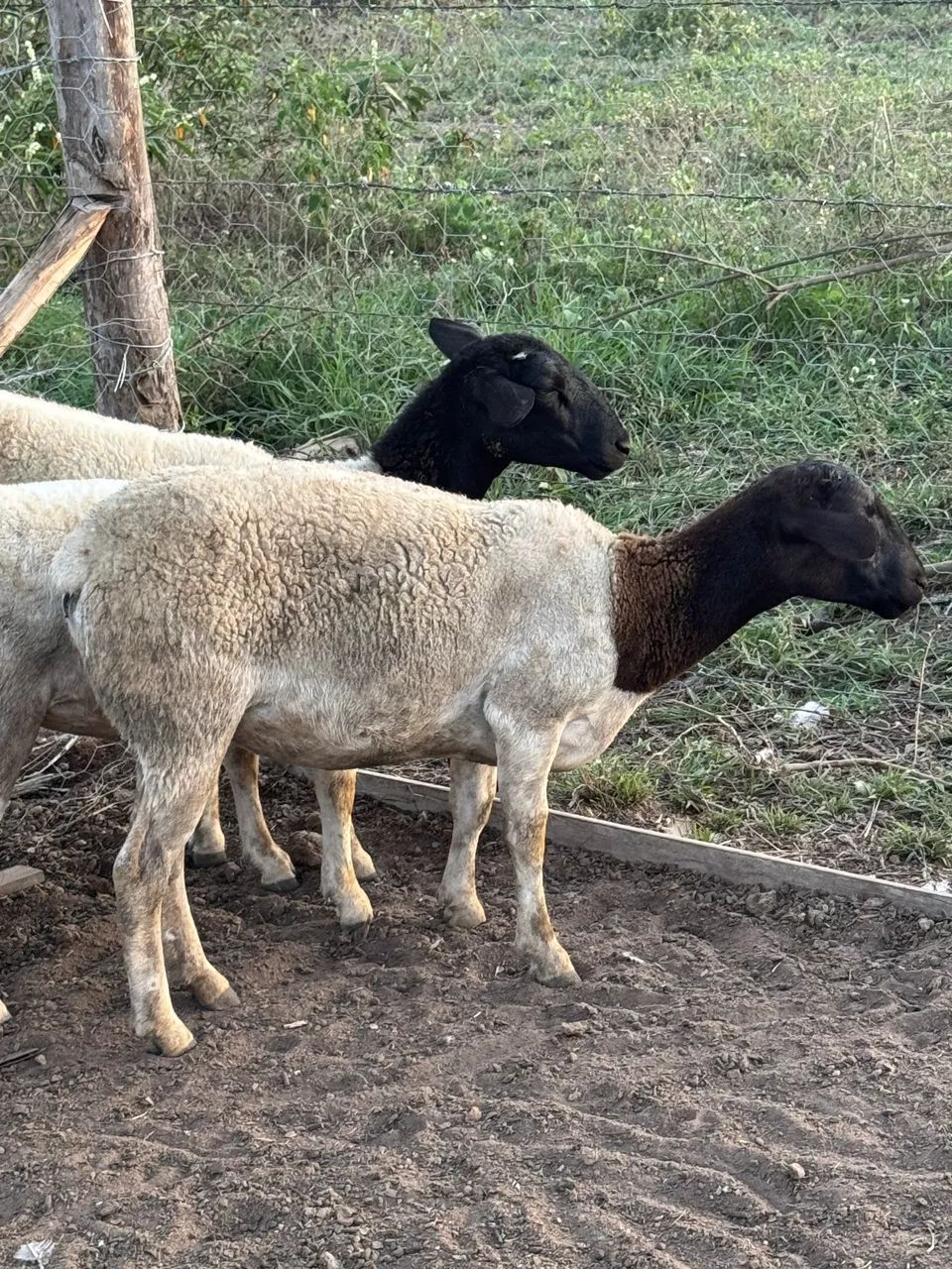 Carneiro e ovelhas Dorper  - Foto 4