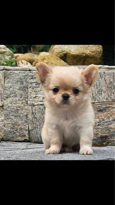 Filhotes de chihuahua 
