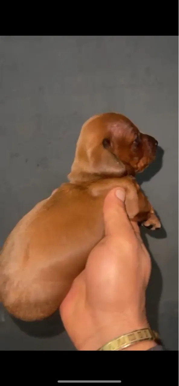 Filhote de Cofap (Dachshund)