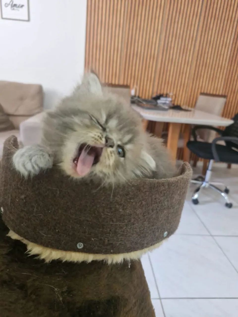 Gatinha Persa  - Foto 5