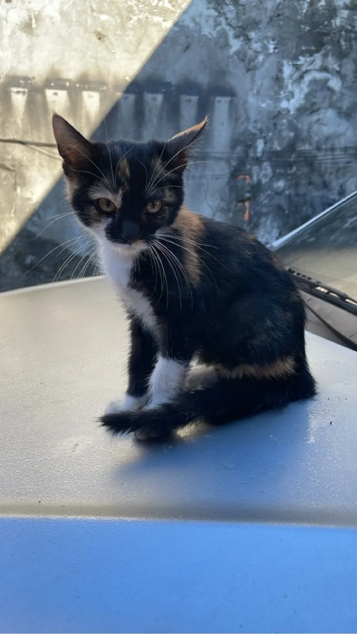 Gatinha Tricolor para Adoção