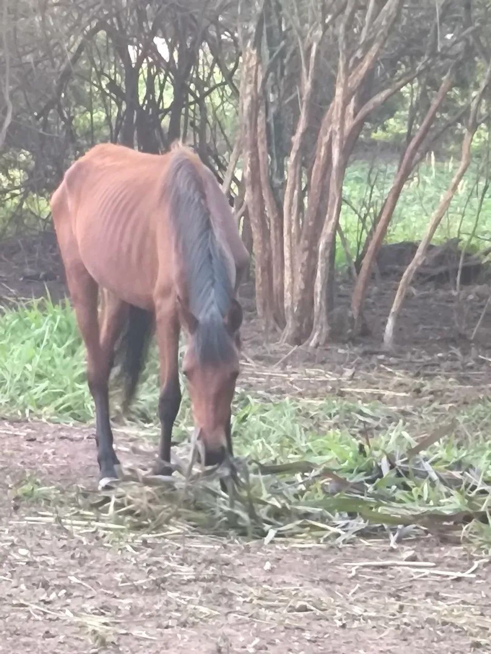 Potranca 1 ano - Foto 2