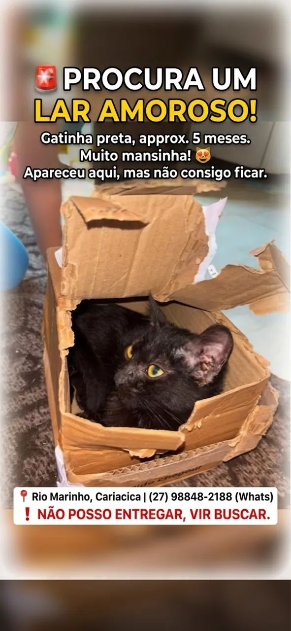 Doa-se gatinha 
