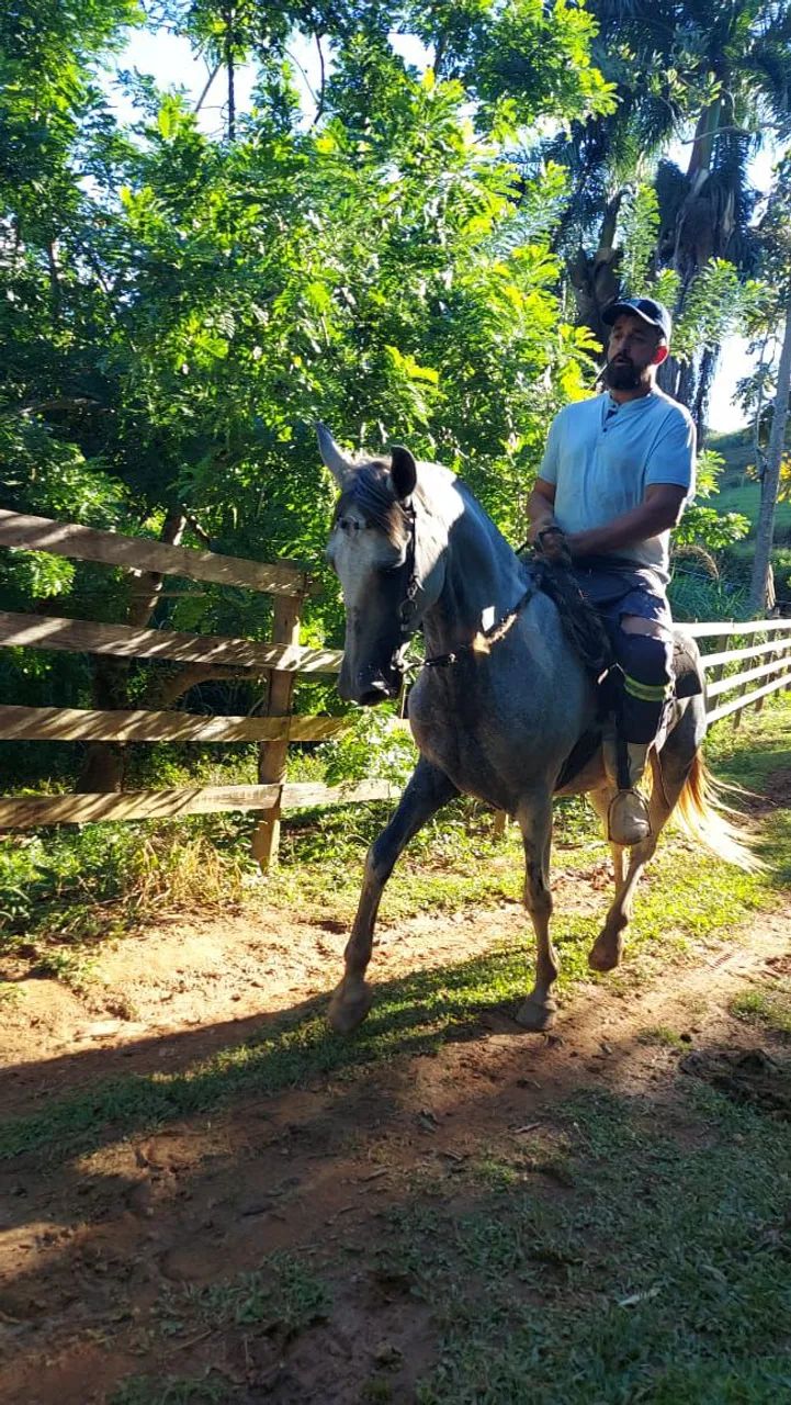 Vendo égua mangalarga  - Foto 4