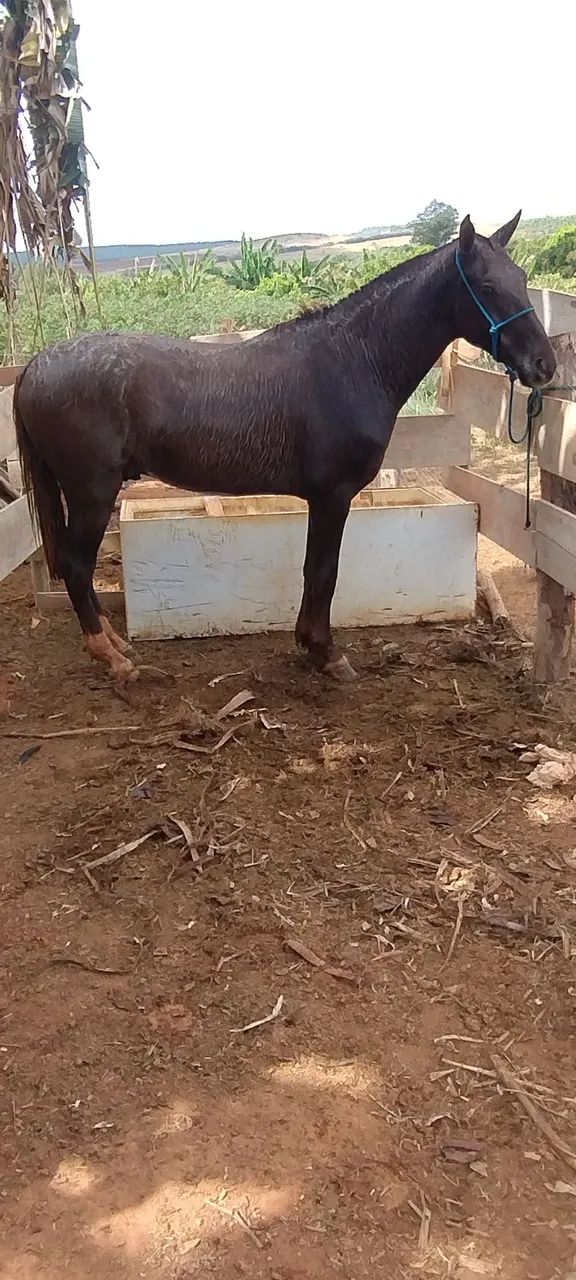 Mangalarga paulista 