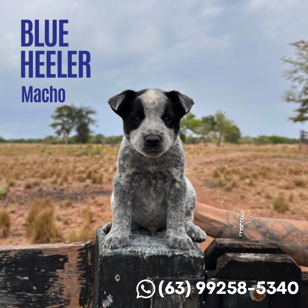 Vendo Blue Heeler