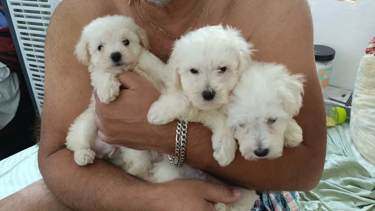 Poodle toy macho branquinho 