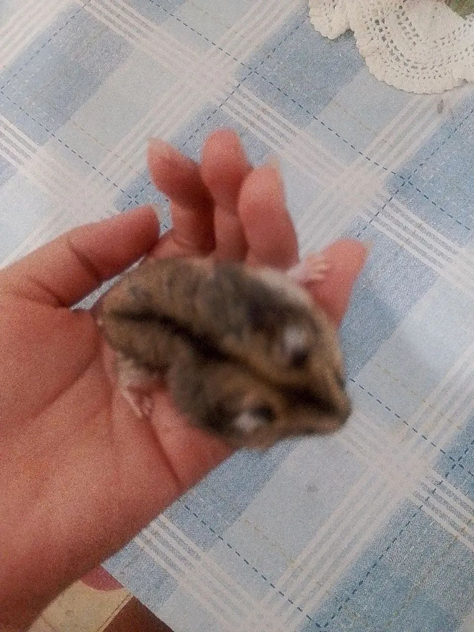 Filhotes de hamster anão russo - Foto 2